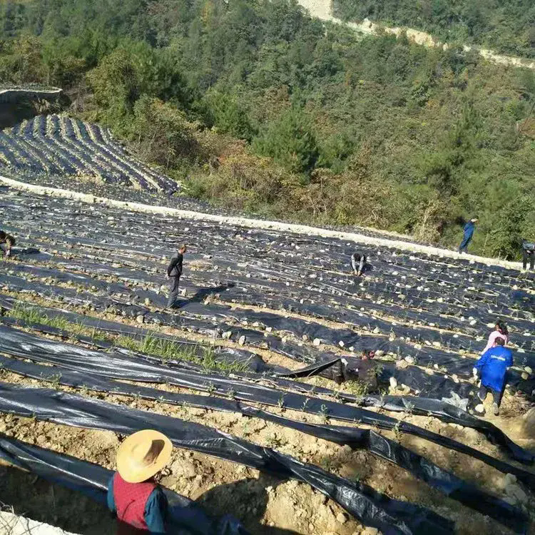 약초 잡초 차단 직물이 더 깨끗하고 지속 가능한 성장 환경을 조성하는 데 어떻게 도움이 됩니까?